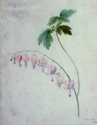 Blumenstücke